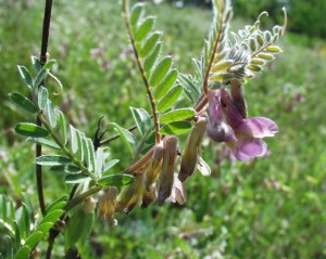 Vicia_pannonica_____________12_05_2003_2